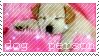 dog person